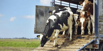 Frontera reabre tras 50 días de inactividad el cruce de ganado