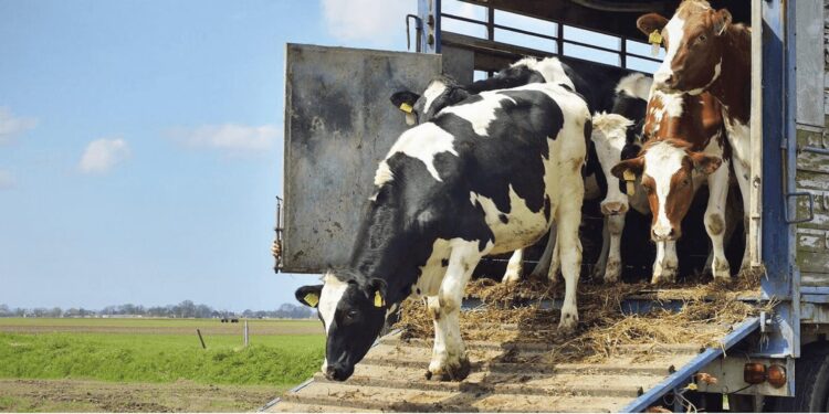 Frontera reabre tras 50 días de inactividad el cruce de ganado