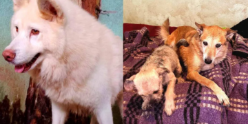 $50 mil mensuales o queman a los animales; amenazas que recibe el Albergue Pergatuzoo