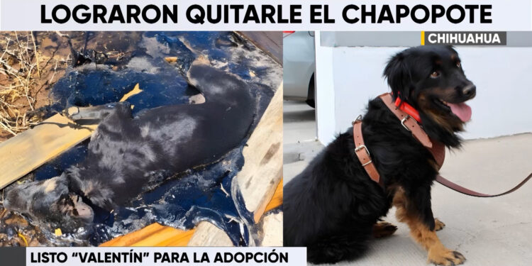 Valentín el perrito, listo para un nuevo hogar