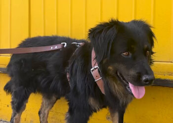 Valentín el perrito, listo para un nuevo hogar