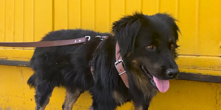 Valentín el perrito, listo para un nuevo hogar