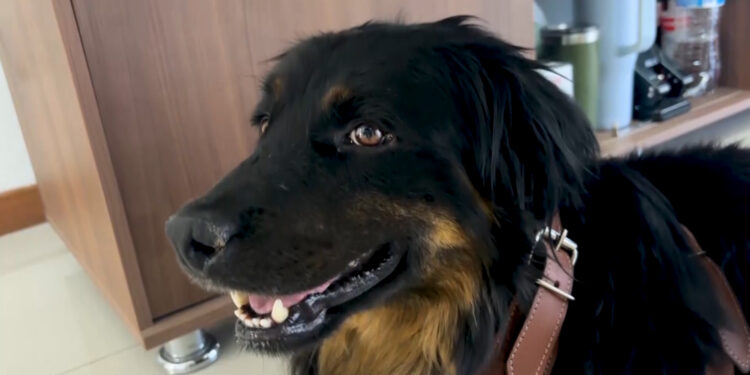 Valentín el perrito, listo para un nuevo hogar