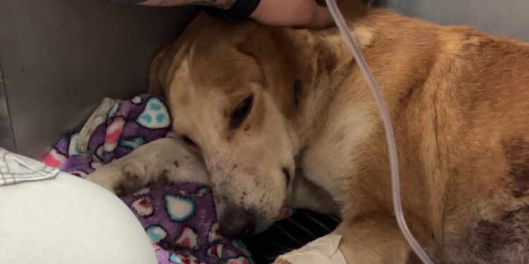 Descartan ataque con arma de fuego contra el perro “Rocky”