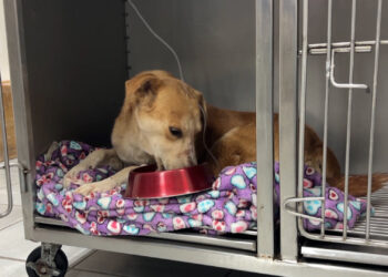 Descartan ataque con arma de fuego contra el perro “Rocky”