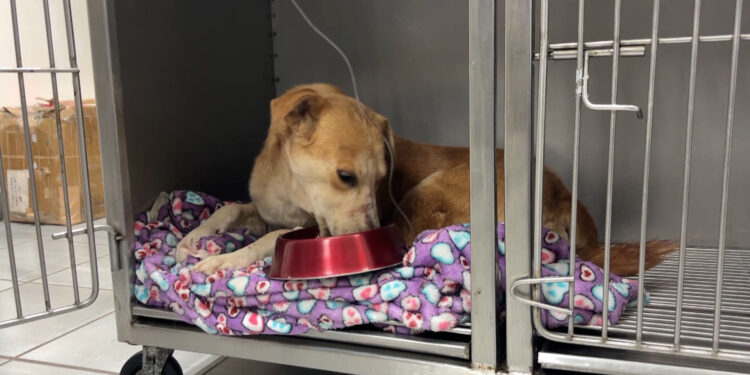 Descartan ataque con arma de fuego contra el perro “Rocky”