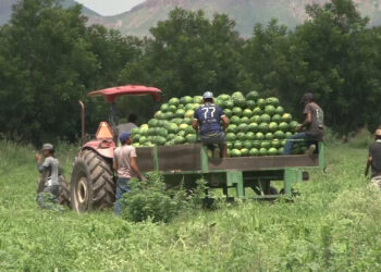 Productores del centro-sur abastecen de sandía a hogares chihuahuenses