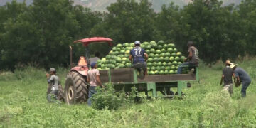 Productores del centro-sur abastecen de sandía a hogares chihuahuenses