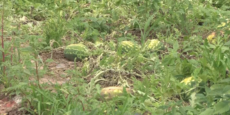 Productores del centro-sur abastecen de sandía a hogares chihuahuenses