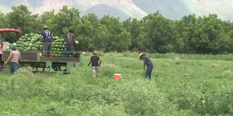 Productores del centro-sur abastecen de sandía a hogares chihuahuenses