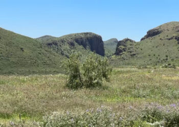 Aumenta presencia de víboras tras lluvias en Chihuahua