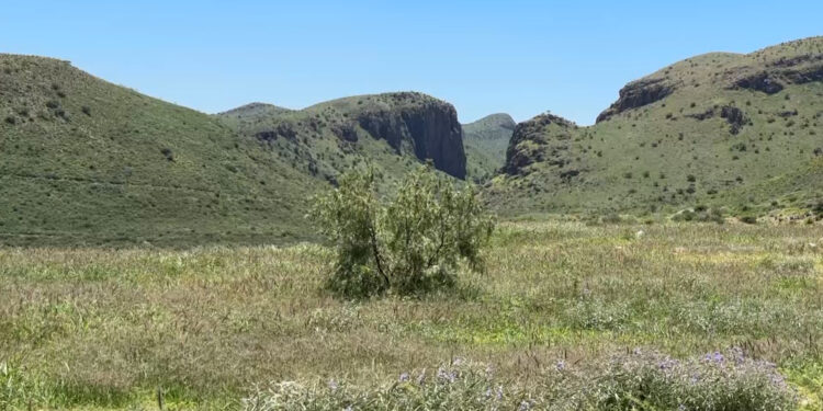 Aumenta presencia de víboras tras lluvias en Chihuahua