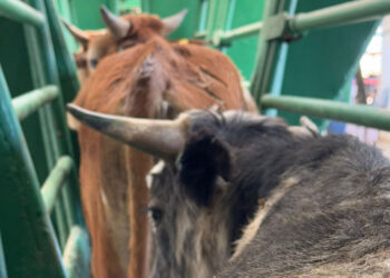 Listas para cruzar a la frontera las primeras 70 mil cabezas de ganado