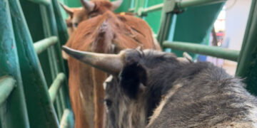 Listas para cruzar a la frontera las primeras 70 mil cabezas de ganado