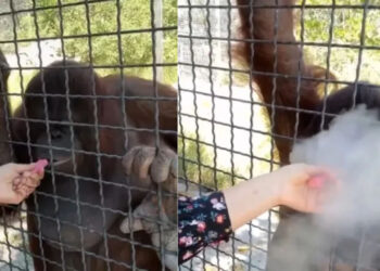 Mujer le dio ‘vape’ a un orangután en peligro de ‘extinción’ en zoológico