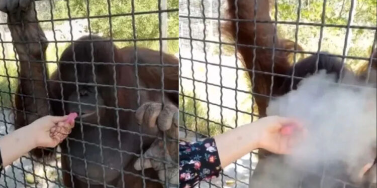 Mujer le dio ‘vape’ a un orangután en peligro de ‘extinción’ en zoológico