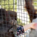 Mujer le dio ‘vape’ a un orangután en peligro de ‘extinción’ en zoológico