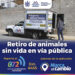 Ofrecen servicio de retiro de animales sin vida en la vía pública