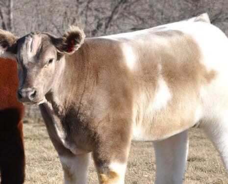 Las “vacas de peluche” que conquistan internet y se venden por hasta 75 mil dólares