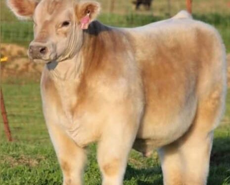 Las “vacas de peluche” que conquistan internet y se venden por hasta 75 mil dólares