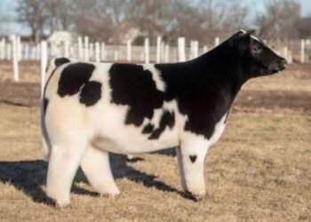 Las “vacas de peluche” que conquistan internet y se venden por hasta 75 mil dólares