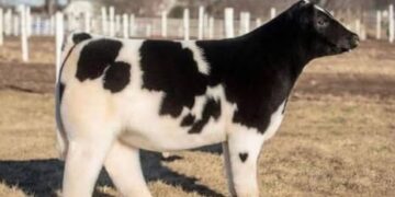 Las “vacas de peluche” que conquistan internet y se venden por hasta 75 mil dólares