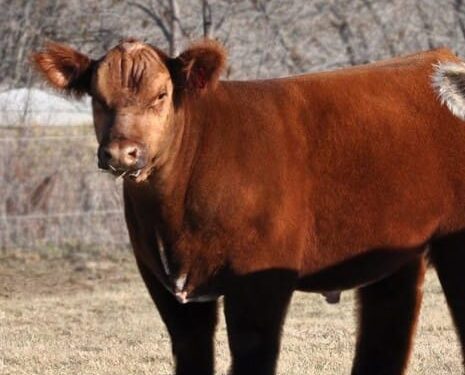 Las “vacas de peluche” que conquistan internet y se venden por hasta 75 mil dólares