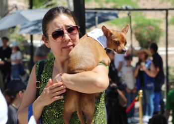 Exhortan a cuidar a las mascotas en temporada de calor y lluvias