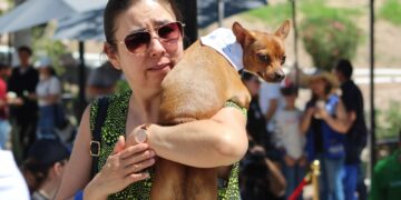 Exhortan a cuidar a las mascotas en temporada de calor y lluvias