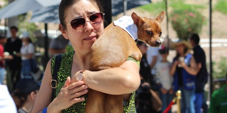 Exhortan a cuidar a las mascotas en temporada de calor y lluvias