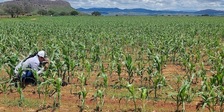 Lluvias fortalecen cultivos de temporal en Chihuahua