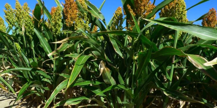 Lluvias fortalecen cultivos de temporal en Chihuahua