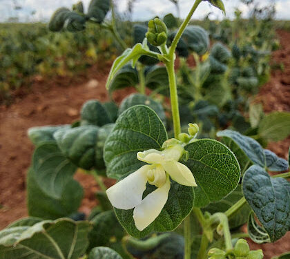 Lluvias fortalecen cultivos de temporal en Chihuahua