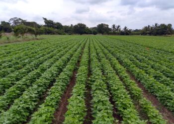 Lluvias fortalecen cultivos de temporal en Chihuahua
