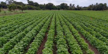 Lluvias fortalecen cultivos de temporal en Chihuahua