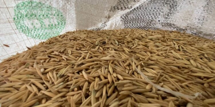 Lluvias fortalecen cultivos de temporal en Chihuahua