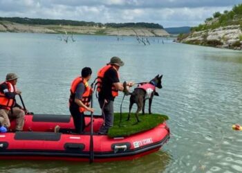 Perros mexicanos ayudan a localizar víctimas por inundaciones en Texas