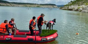 Perros mexicanos ayudan a localizar víctimas por inundaciones en Texas