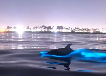 Delfines iluminan el océano con bioluminiscencia