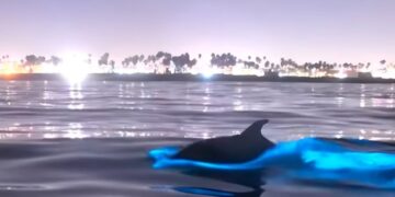 Delfines iluminan el océano con bioluminiscencia