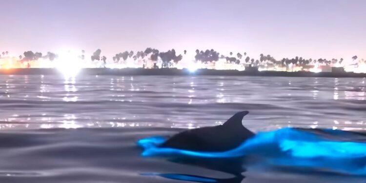 Delfines iluminan el océano con bioluminiscencia