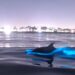 Delfines iluminan el océano con bioluminiscencia