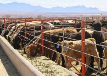 Gobierno del Estado se compromete a blindar a Chihuahua del Gusano Barrenador