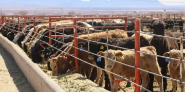 Gobierno del Estado se compromete a blindar a Chihuahua del Gusano Barrenador