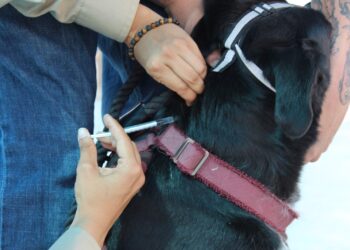 Realizarán jornada de vacunación y desparasitación para mascotas este sábado