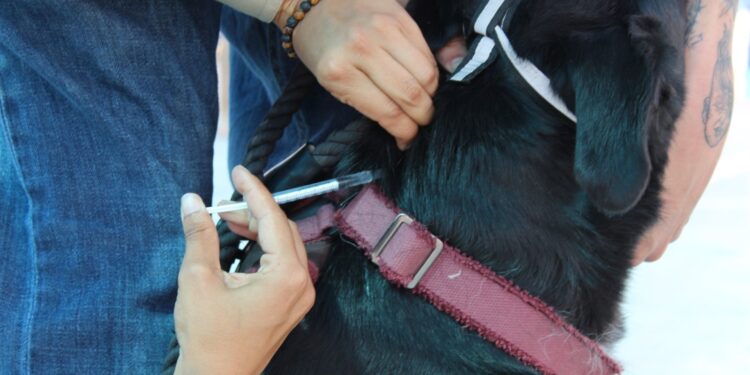 Realizarán jornada de vacunación y desparasitación para mascotas este sábado