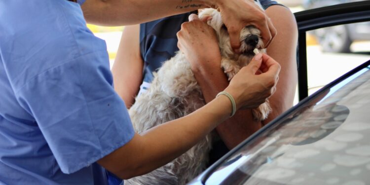 Atienden a más de 2,800 mascotas en jornada “Súbelos y Vacúnalos”