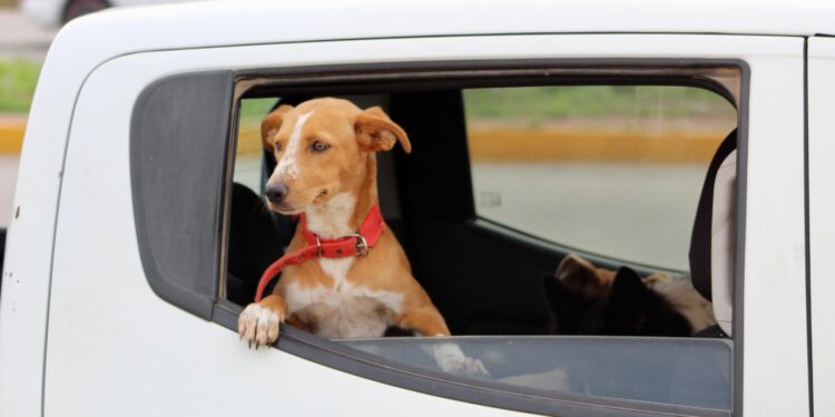 Atienden a más de 2,800 mascotas en jornada “Súbelos y Vacúnalos”