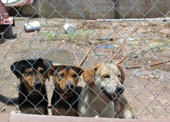 Lanzan unidad contra el maltrato animal