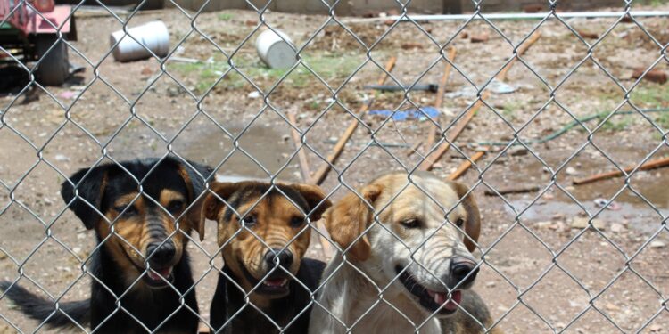 Lanzan unidad contra el maltrato animal